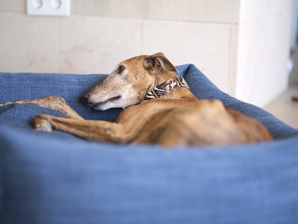 Cama pequeña para perro Telma Acomodel