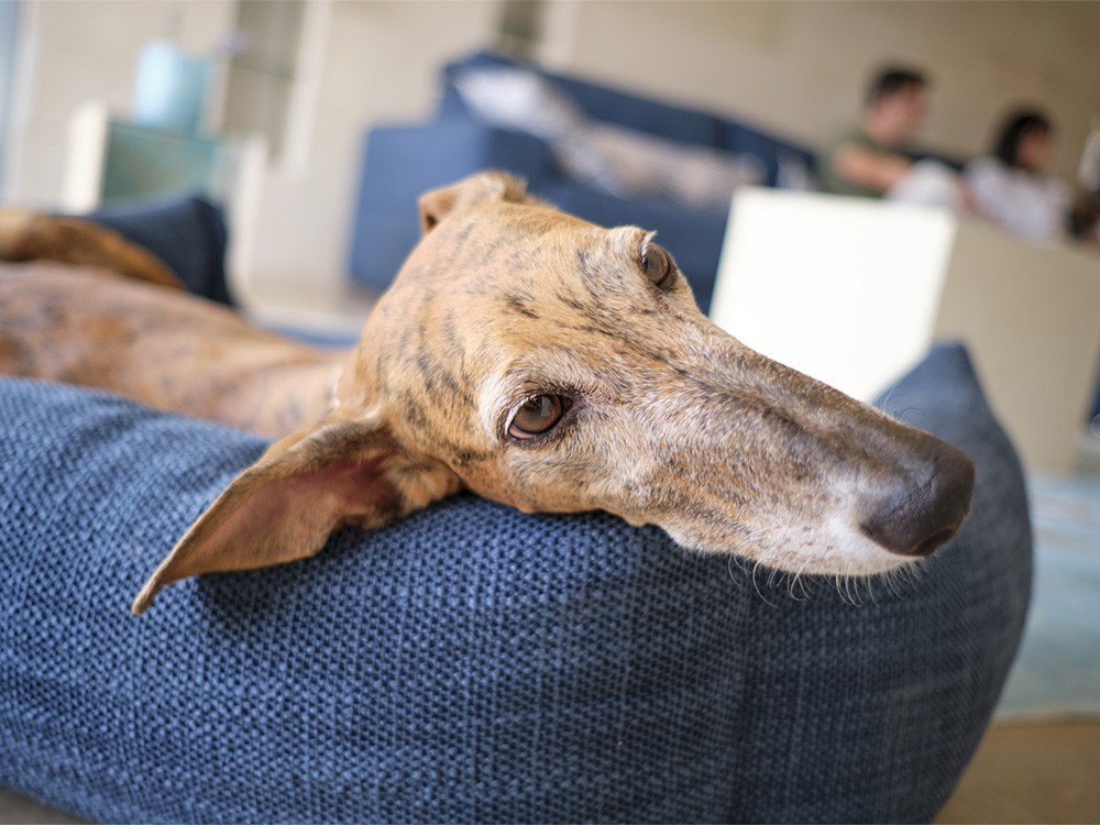 copy of Cama pequeña para perro Telma Acomodel - 2